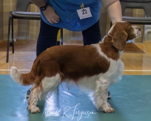 Special Beginners Dog